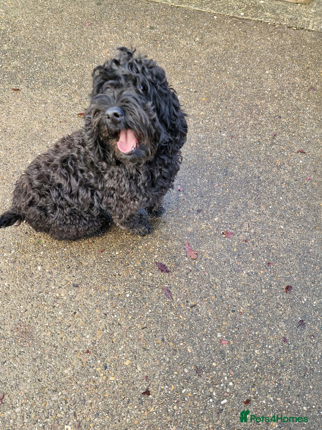 Cockapoo dogs for sale: COCKAPOO F1 EXTENSIVELY DNA HEALTH TESTED - Image 3