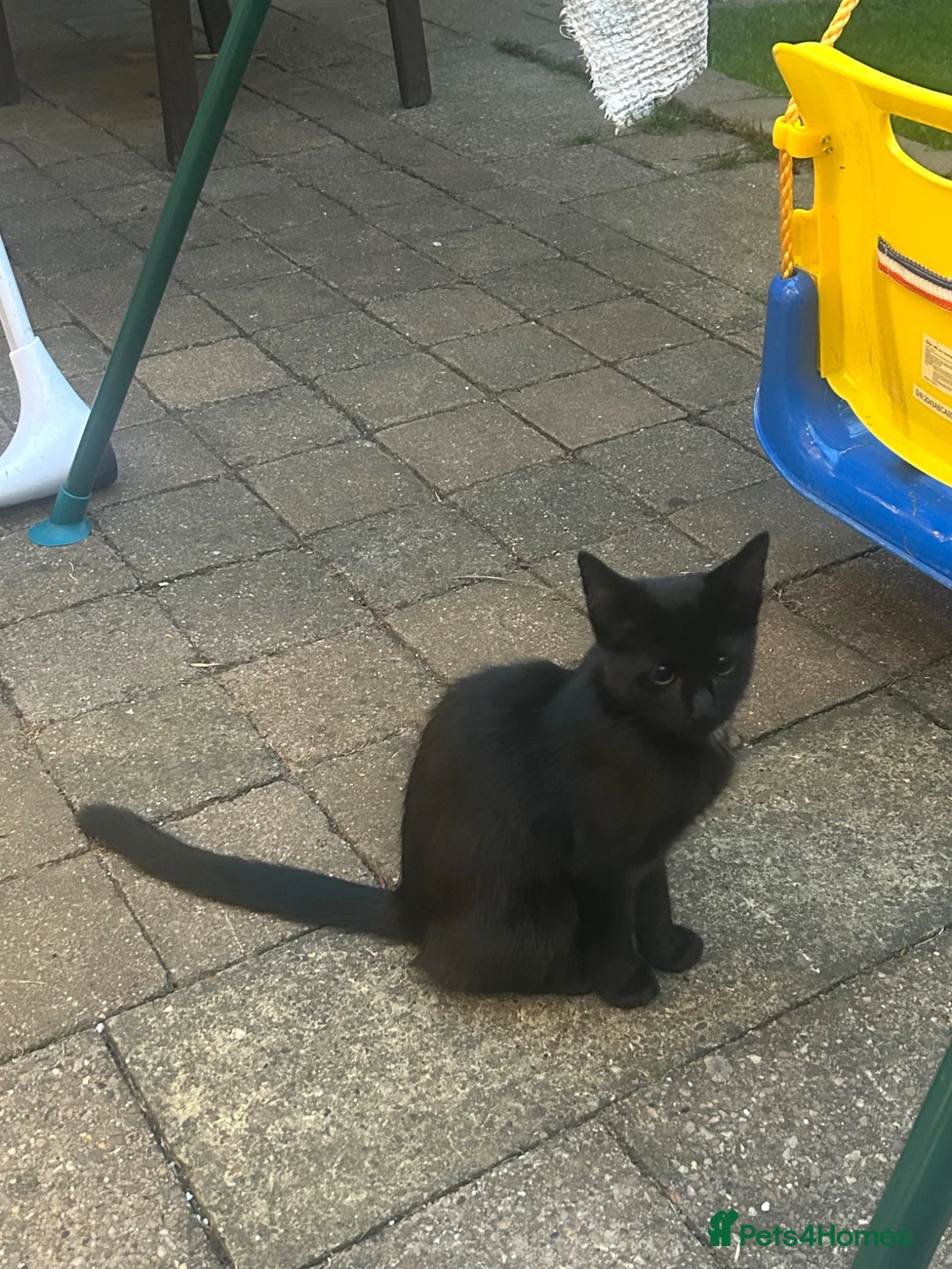 Mixed Breed cats for sale: Mixed with Ragdoll kittens - Advert 2