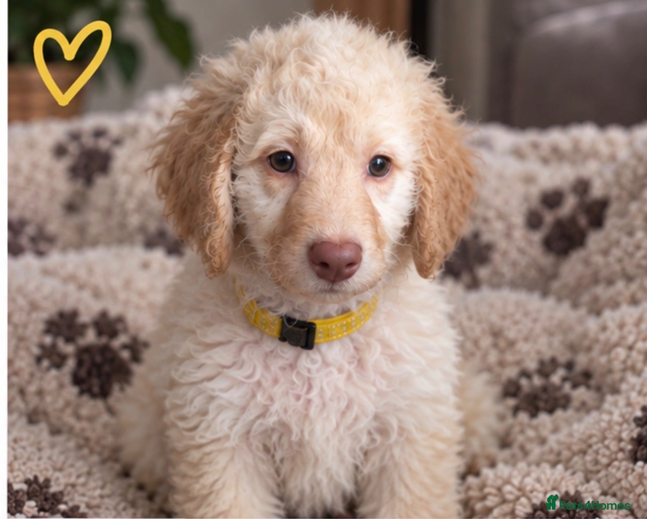 Mini Goldendoodle dogs MINI GOLDENDOODLE PUPPIES (Last 4 puppies) - Advert 2