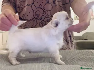 Chihuahua dogs Long coat cream chihuahua make champ lines Kc reg - Advert 8