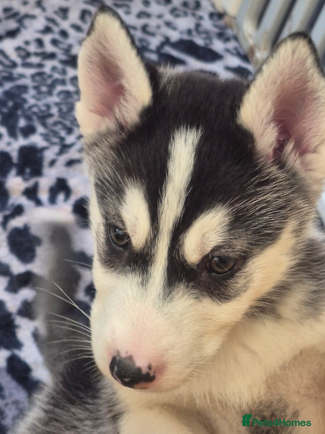 Alaskan Malamute dogs for sale: Beautiful husky malmute puppies ready NOW  - Advert 16