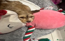 Cockapoo dogs for sale: 💗Beautiful F1 Cockapoo puppies  - Image 11