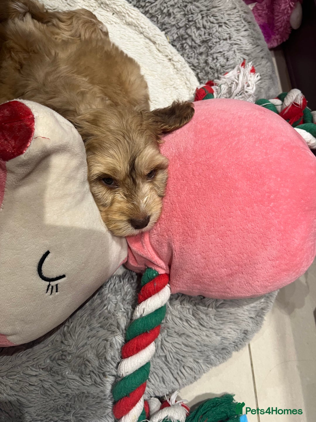 Cockapoo dogs for sale: 💗Beautiful F1 Cockapoo puppies  - Image 11