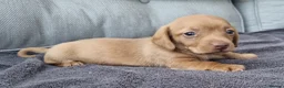 Dachshund dogs for sale: 5* True Minature Cream/Choc Dachshund Long Haired - Advert 5