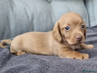 Dachshund dogs 5* True Minature Cream/Choc Dachshund Long Haired - Advert 12