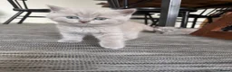 British Shorthair cats for sale: Girl BSH blue kitten available end of August  - Advert 9