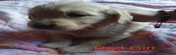 Golden Retriever dogs for sale: Beautiful Home Raised Golden Retriever Puppies - Advert 30