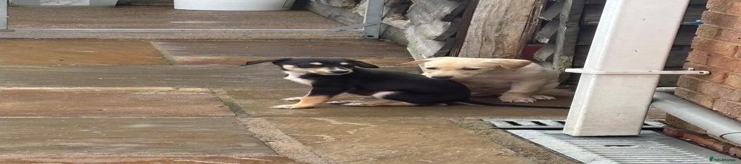 Black and Tan  Puppy 5