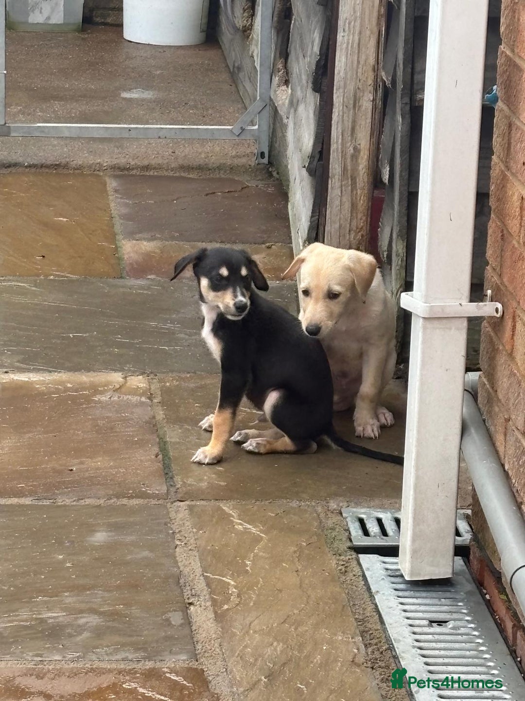 Mixed Breed dogs for sale: Saluki whippet greyhounds  - Image 12