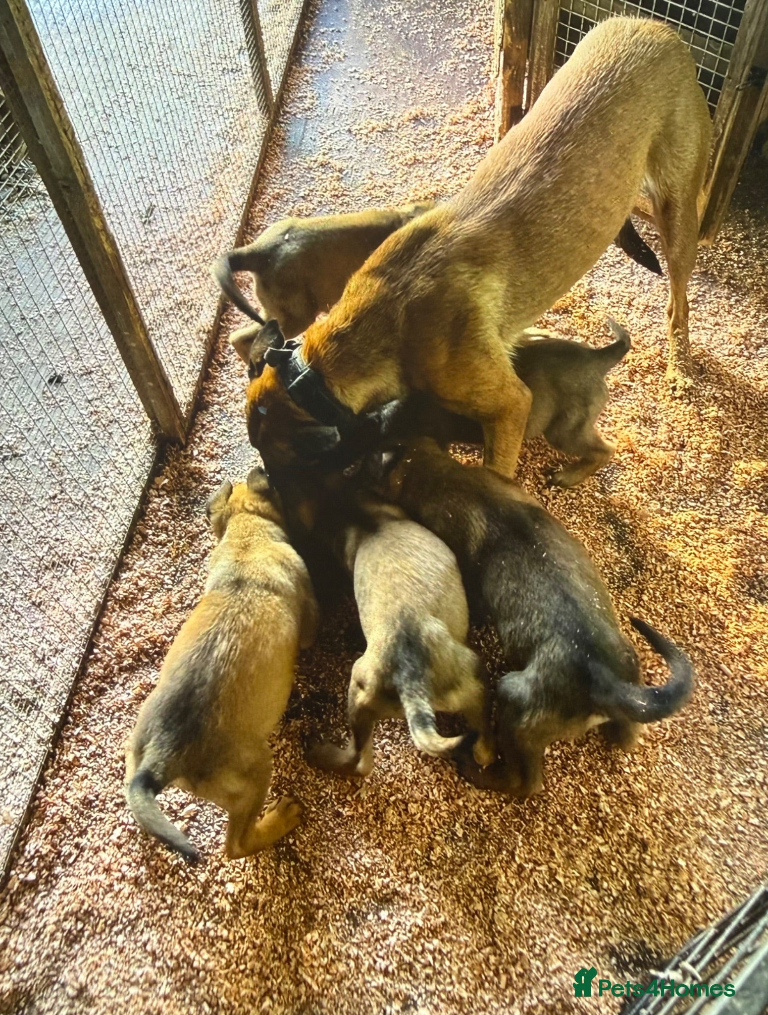Mixed Breed dogs Belgian Malinois × German Shepherd Puppies 4 - Advert 1