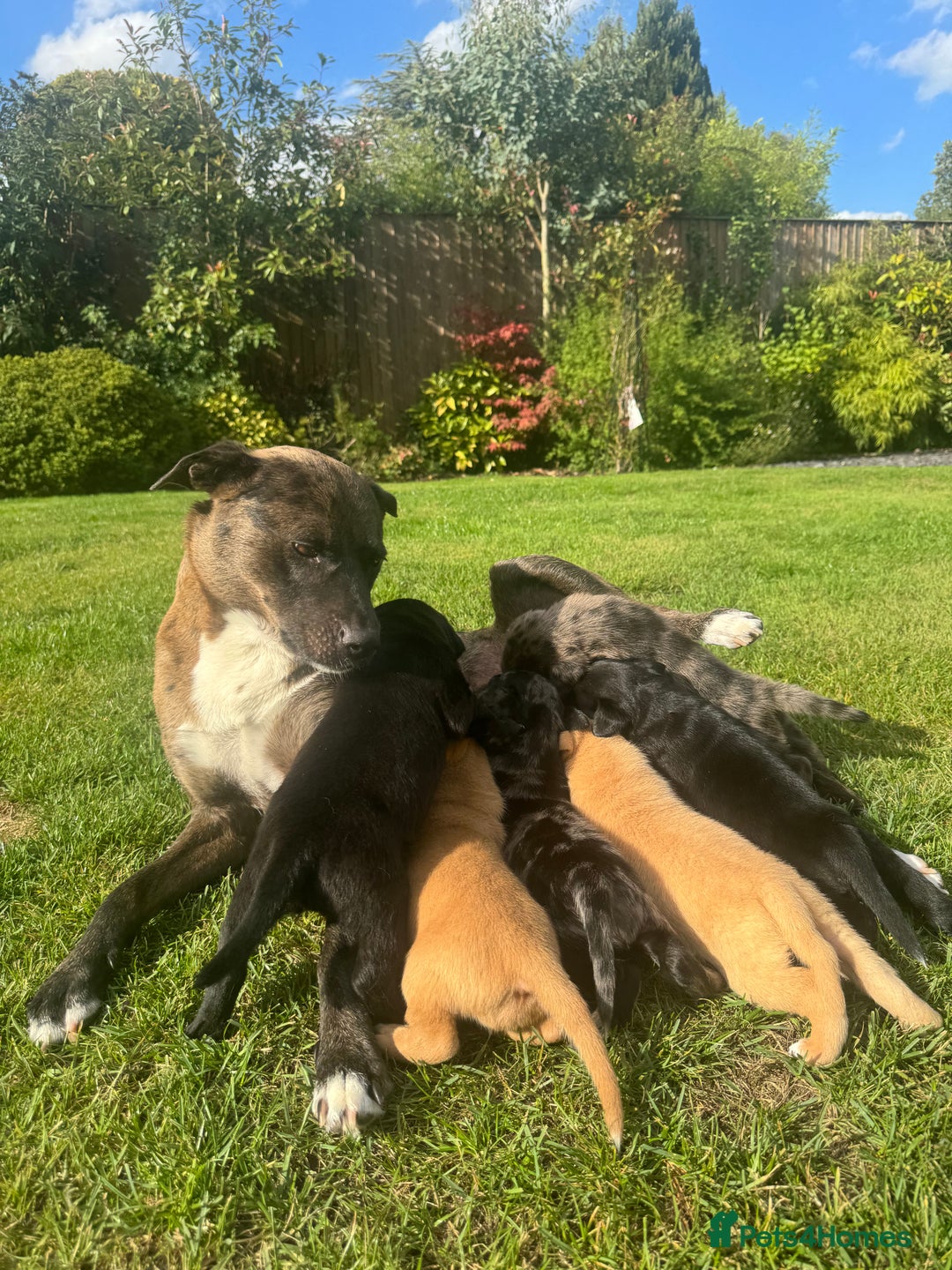 Mixed Breed dogs for sale: Puppies  - Image 7
