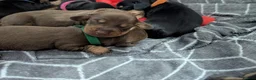 Miniature Dachshund dogs for sale: Beautiful smooth haired miniature duchounds - Advert 4