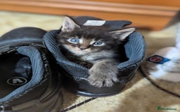 Maine Coon cats for sale: 🐾 Giant GCCF Maine Coon Kitties Champion Lines - Image 1