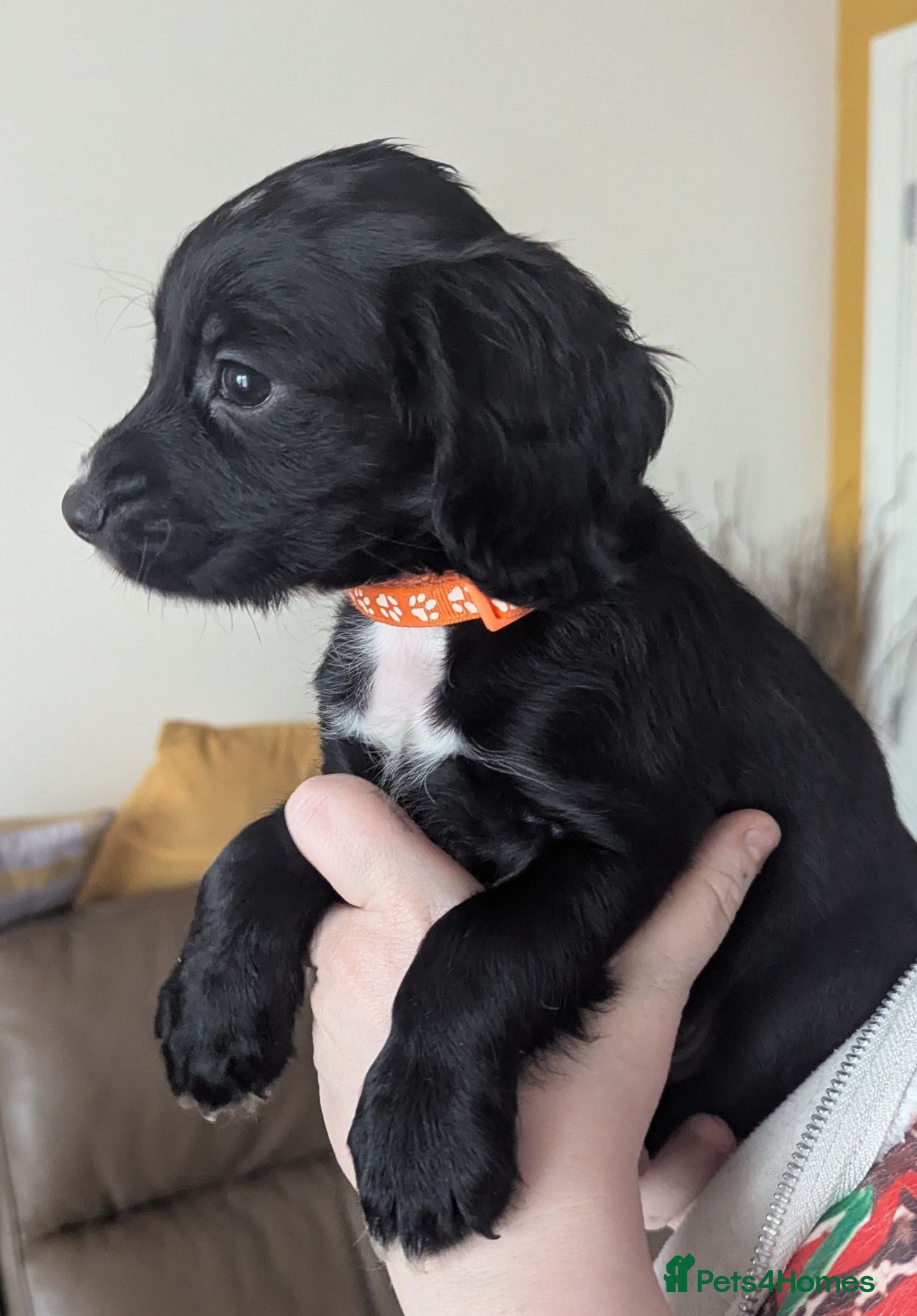 Sprocker dogs Beautiful Sprocker Puppies  - Advert 2