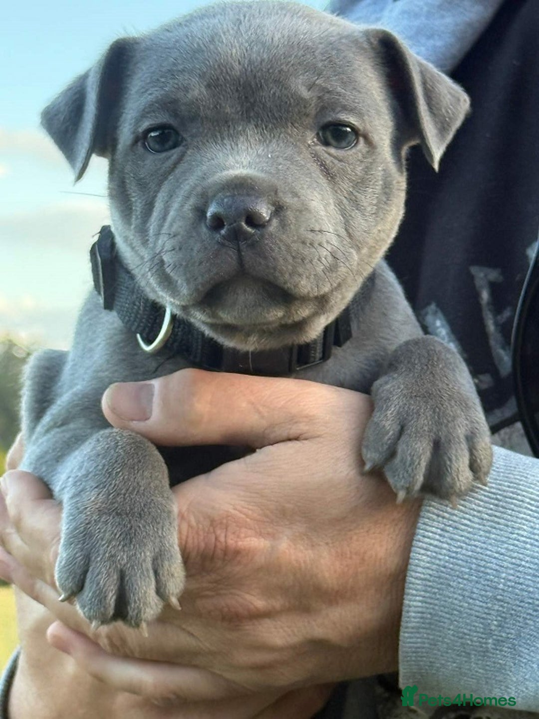 Staffordshire Bull Terrier dogs for sale: Purebred blue Staffordshire Bull terrier puppies - Image 3
