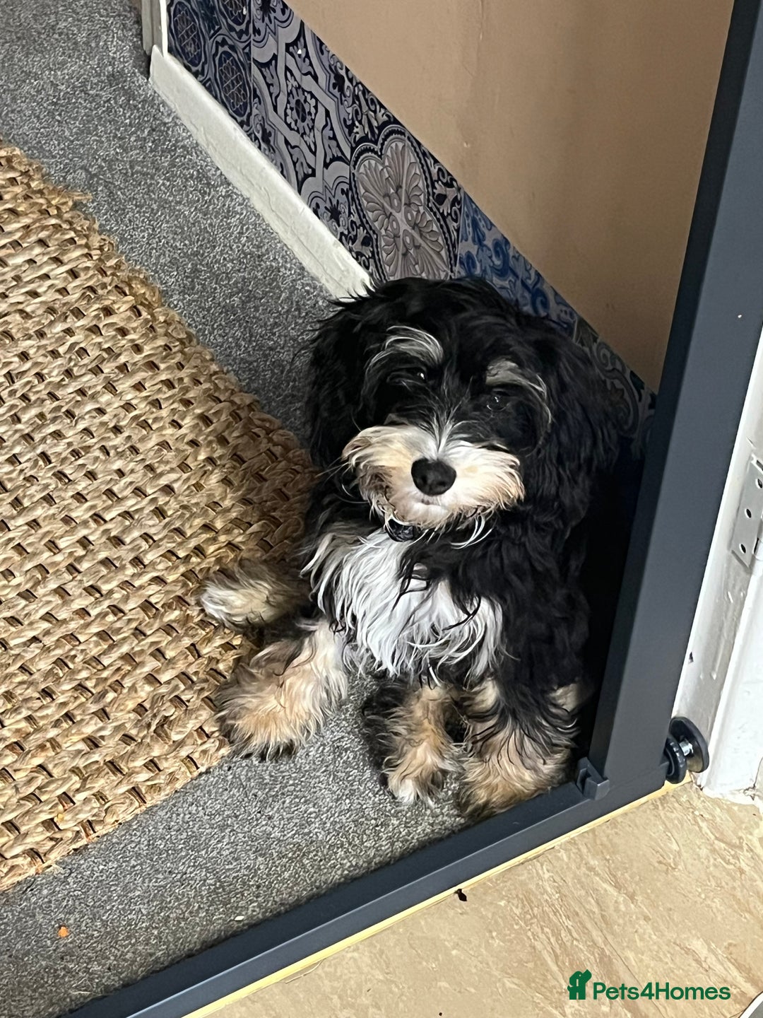 Cockapoo dogs for sale: Beautiful Cockapoo - Image 1