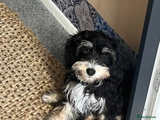Cockapoo dogs - Advert 23