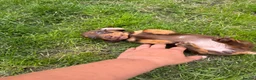 Miniature Dachshund dogs for sale: Miniature Dachshunds puppies in Bishop Auckland - Advert 9