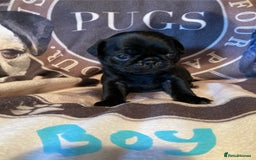 Pug dogs for sale: Stunning pug puppies health tested parents 🐶!!! - Image 4