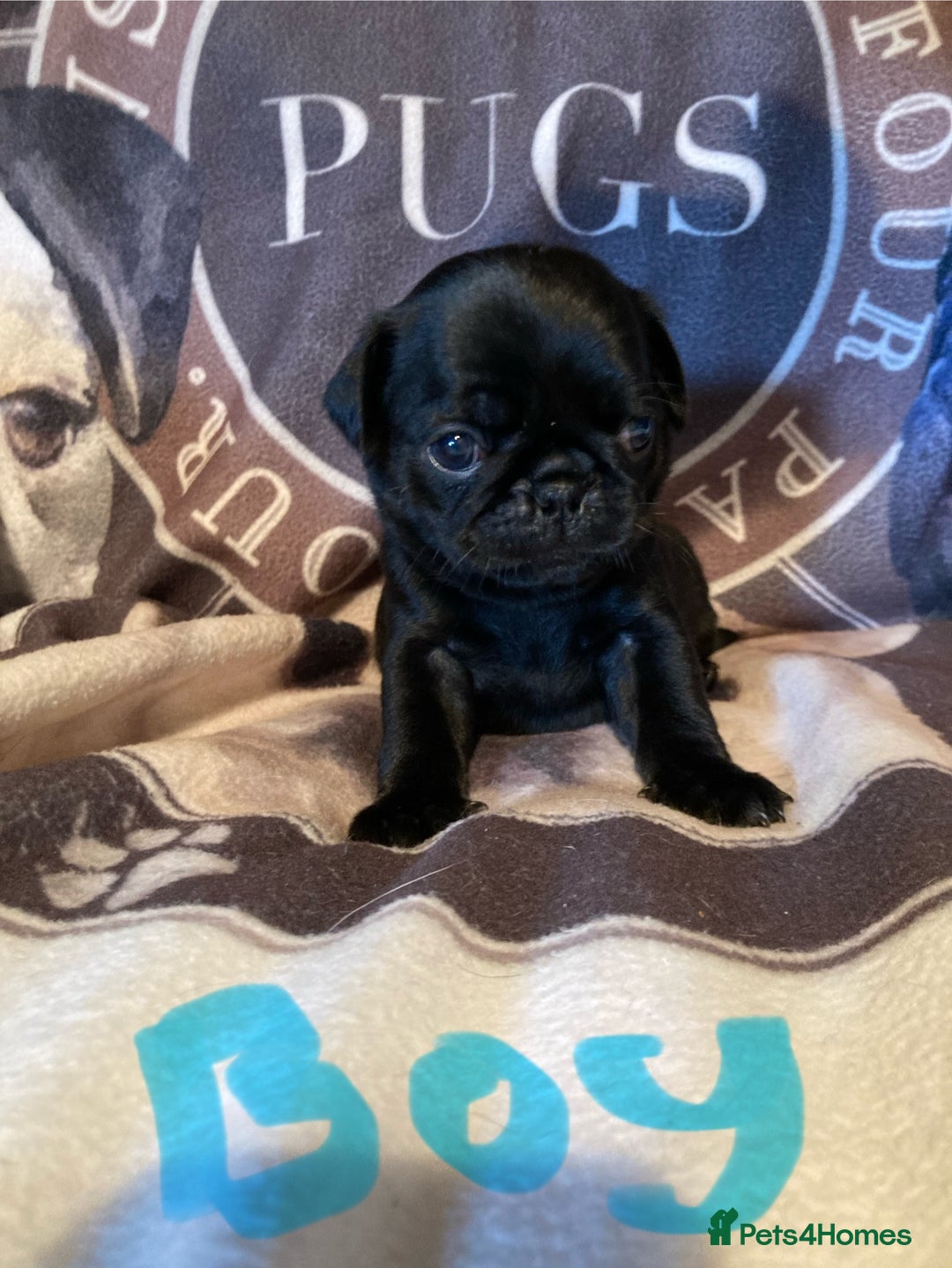 Pug dogs for sale: Stunning pug puppies health tested parents 🐶!!! - Image 4