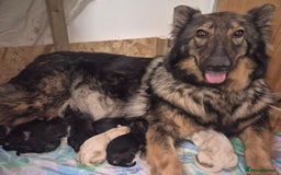 German Shepherd dogs for sale: Female german shepherd ready now - Image 8