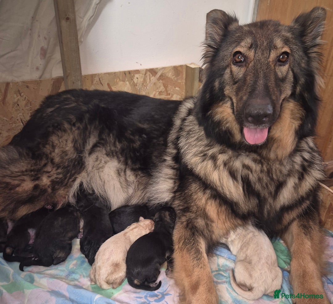 German Shepherd dogs for sale: Female german shepherd ready now - Image 8