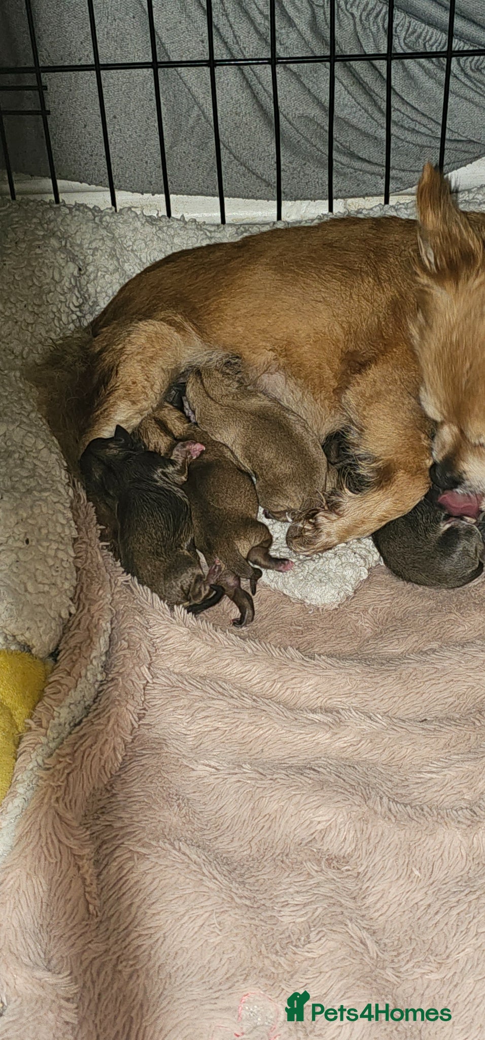 Chihuahua dogs 4 beautiful chihuahua puppies - Advert 3