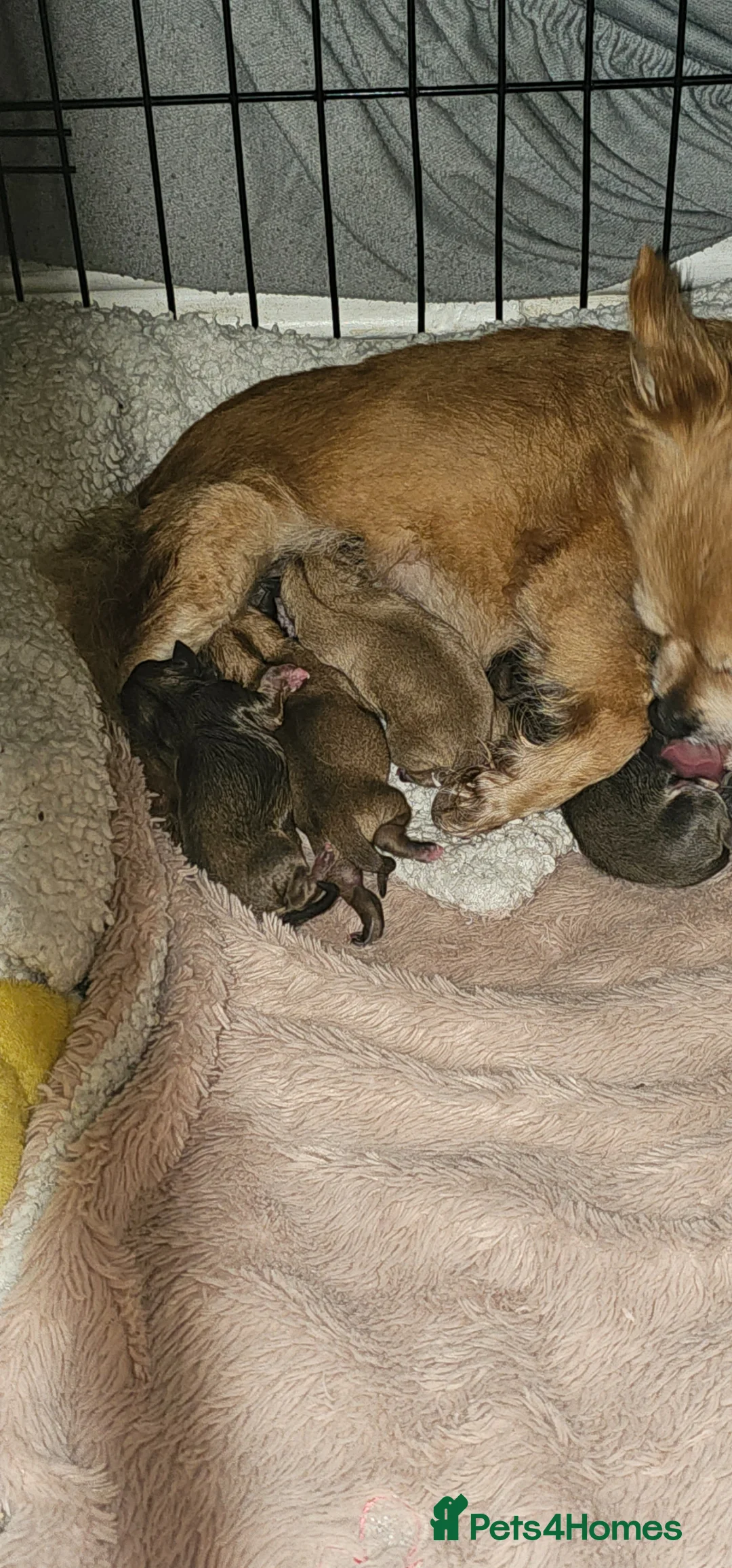 Chihuahua dogs for sale: 4 beautiful chihuahua puppies - Advert 1