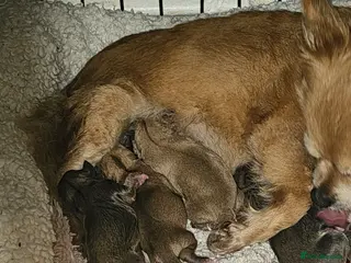 Chihuahua dogs 4 beautiful chihuahua puppies - Advert 3