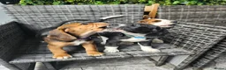 Bocker dogs for sale: Bocker puppies luking new home  in Boston - Advert 9