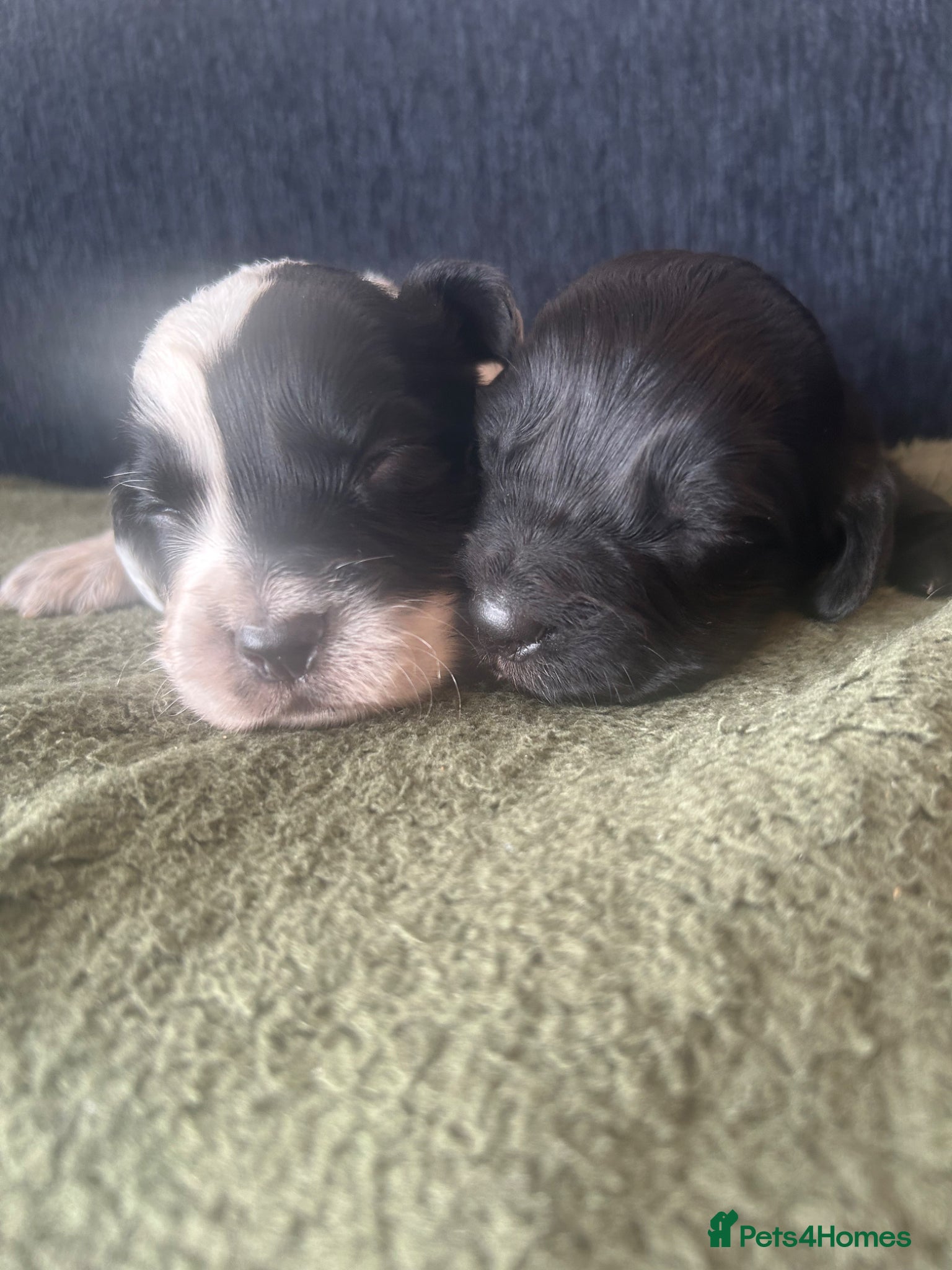 Cocker Spaniel dogs Beautiful Cocker Spaniel puppies  - Advert 5