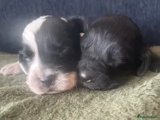 Cocker Spaniel dogs Beautiful Cocker Spaniel puppies - Advert 5