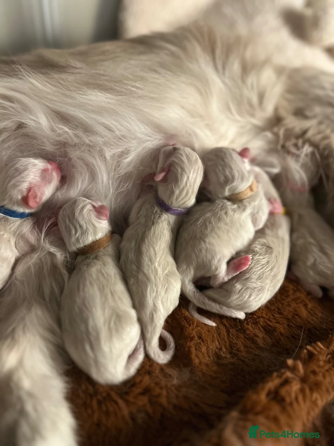Ragdoll cats for sale: Ragdoll kittens  - Advert 2
