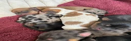 Mixed Breed dogs for sale: 7 beautiful puppies  in Taunton - Advert 5