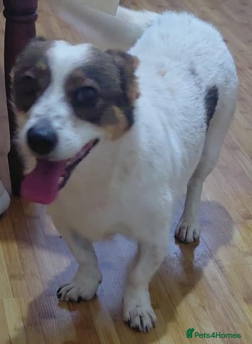 Mixed Breed dogs 🐾🤎 JESSICA – A LITTLE GIRL FOR A LOVING HOME🤍🐾 - Advert 2