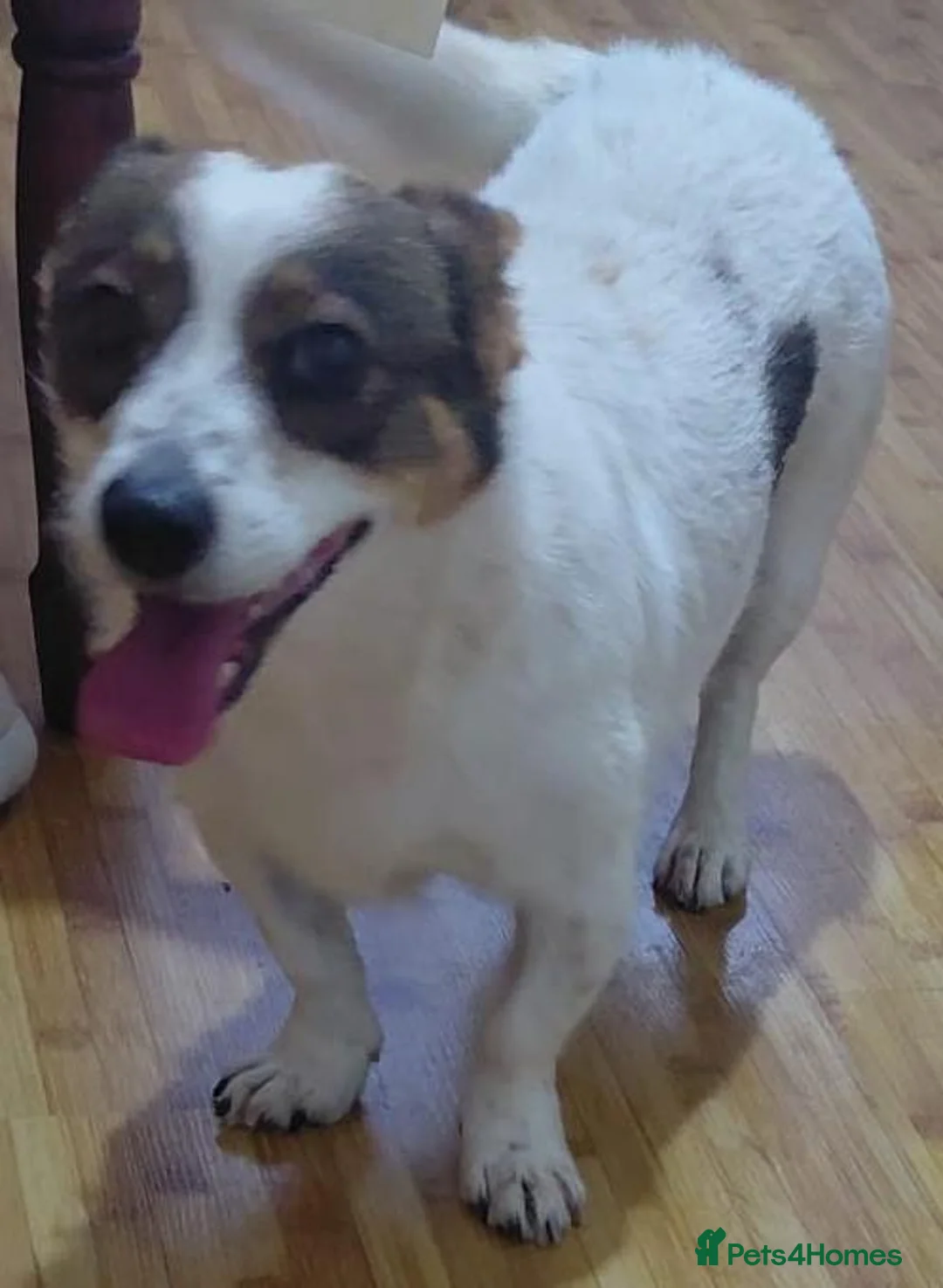 Mixed Breed dogs for adoption: 🐾🤎 JESSICA – A LITTLE GIRL FOR A LOVING HOME🤍🐾 - Advert 2