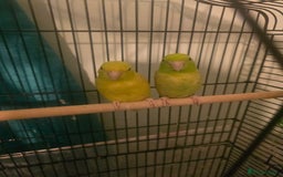 Parakeets birds for sale: Celestial parakeets  - Image 6
