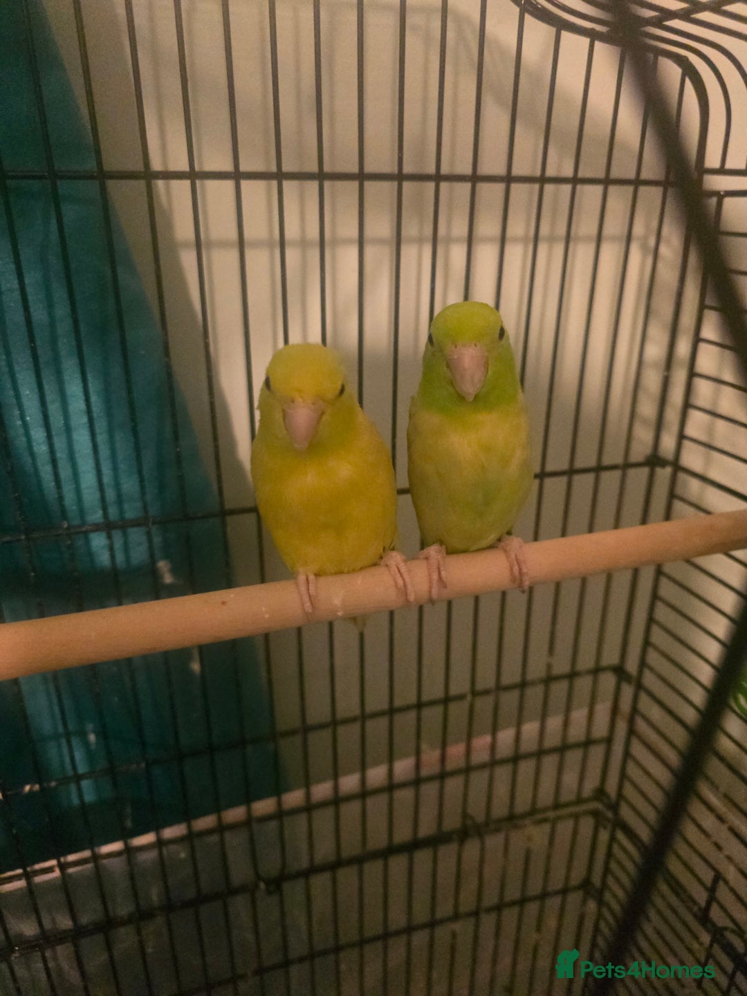 Parakeets birds for sale: Celestial parakeets  - Image 6