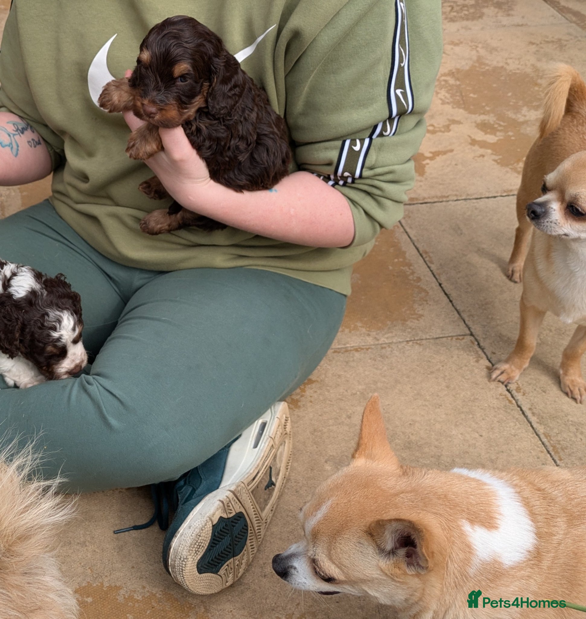 Cockapoo dogs Health tested choc and parti cockerpoos - Advert 2