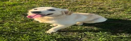 Golden Retriever dogs for sale: Beautiful Female Golden Retriever For Sale in Nottingham - Advert 2