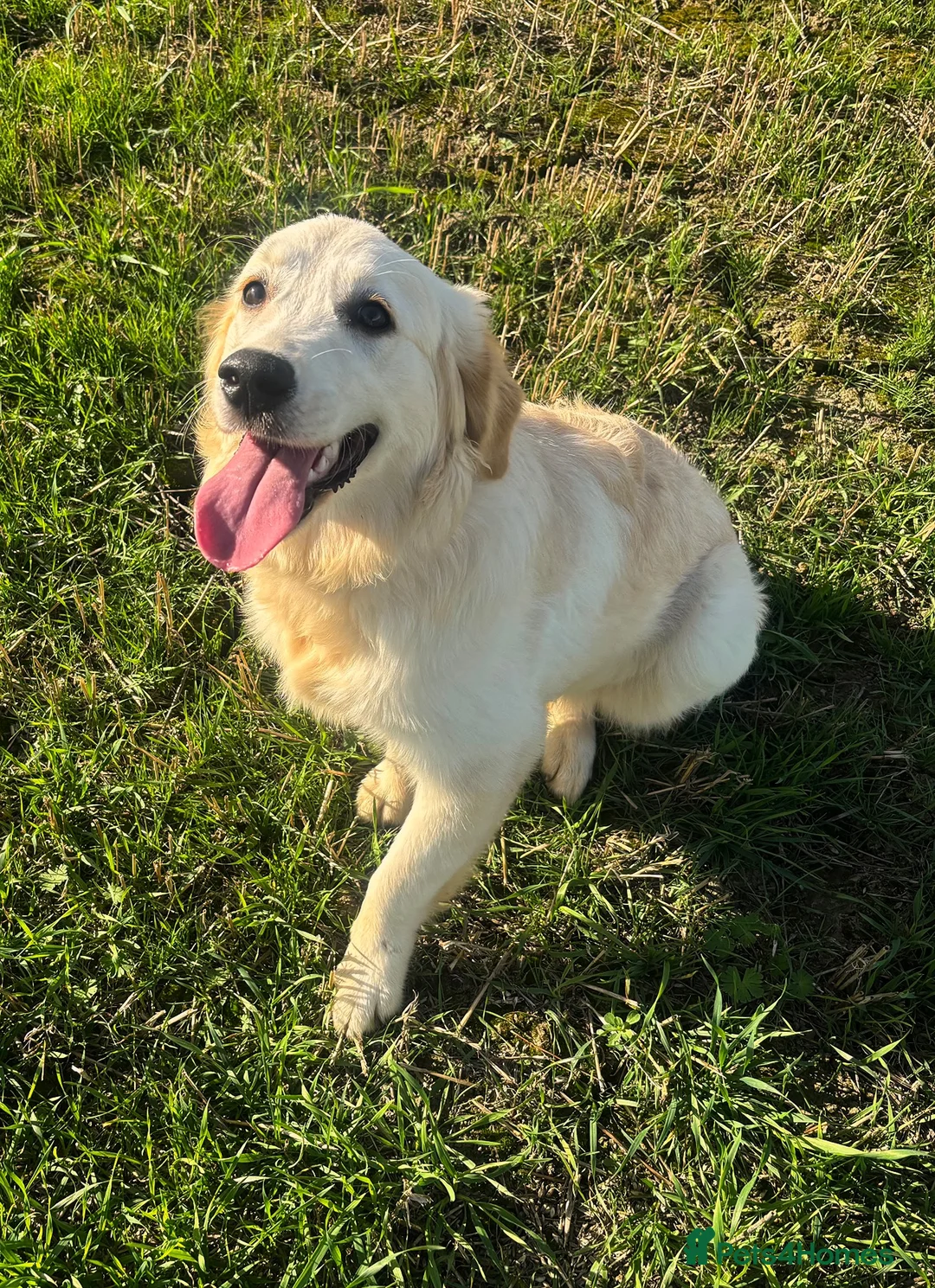 Golden Retriever dogs for sale: Beautiful Female Golden Retriever For Sale in Nottingham - Advert 2