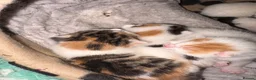 Mixed Breed cats for sale: Kittens  - Advert 6