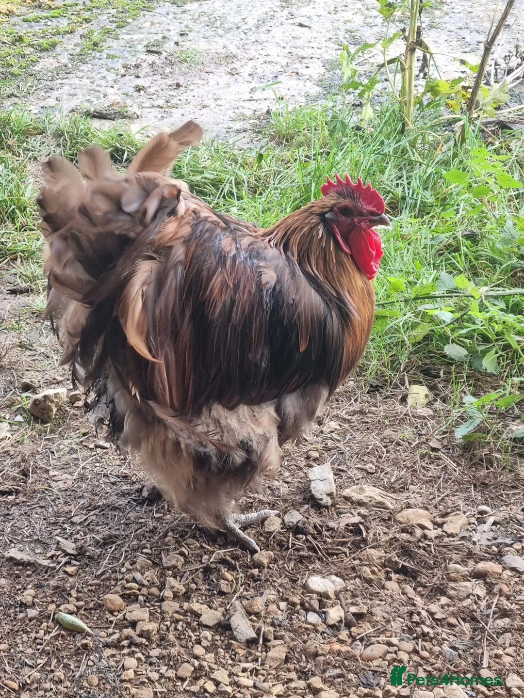 Chickens poultry for sale: Farmyard Mix Hatching Eggs & Orpington chickens - Advert 2