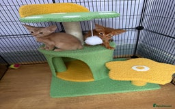 Abyssinian cats for sale: We are looking for a home in London - Image 2