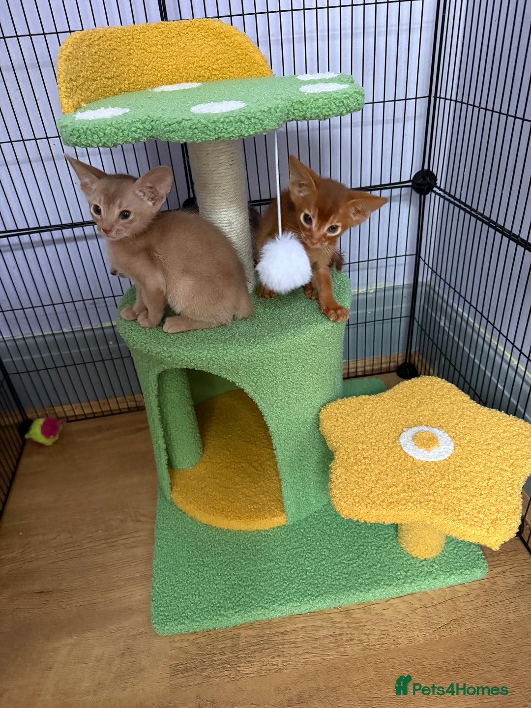 Abyssinian cats for sale: We are looking for a home in London - Image 2
