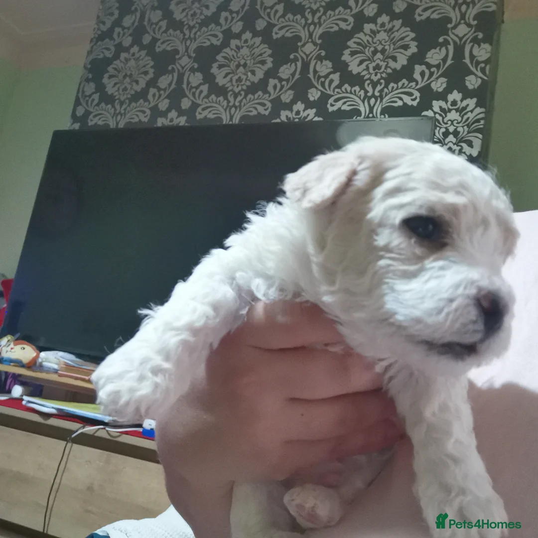 Bichon Frise dogs for sale: 3 beautifuls puppy Bichon Maltese - Advert 9