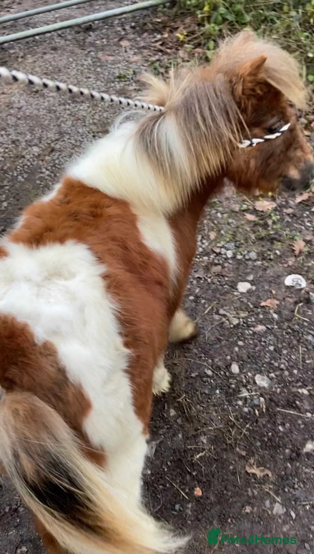 Shetland pony horses for sale: Miniature Shetland colt foal - Advert 3