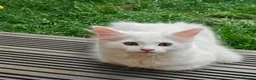 Mixed Breed cats for sale: Little cuties - Advert 16