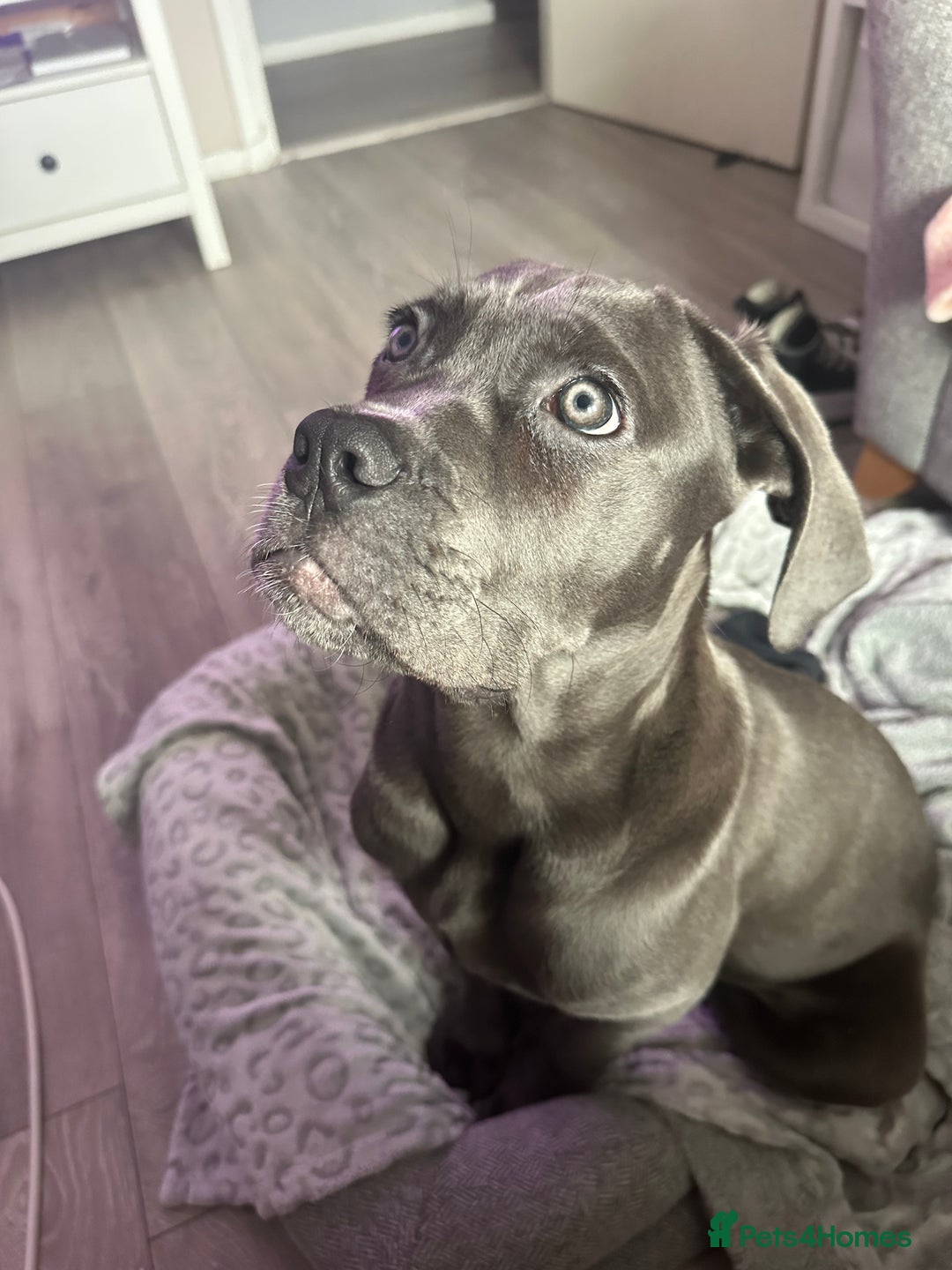 Cane Corso dogs for sale: Nellie 11 month old cane corso  - Image 9