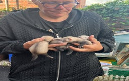 Ferret rodents for sale: Ferrets for sale  - Image 1